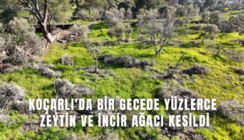 Koçarlı'da bir gecede yüzlerce zeytin ve incir ağacı kesildi