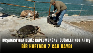 Kuşadası’nda deniz kaplumbağası ölümlerinde artış: Bir haftada 7 can kaybı