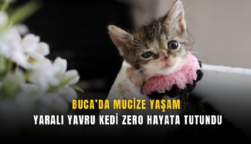 Buca’da mucize yaşam: Yaralı yavru kedi Zero hayata tutundu