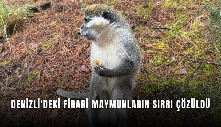 Denizli'deki firari maymunların sırrı çözüldü