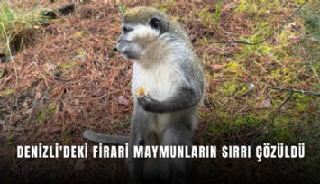 Denizli'deki firari maymunların sırrı çözüldü