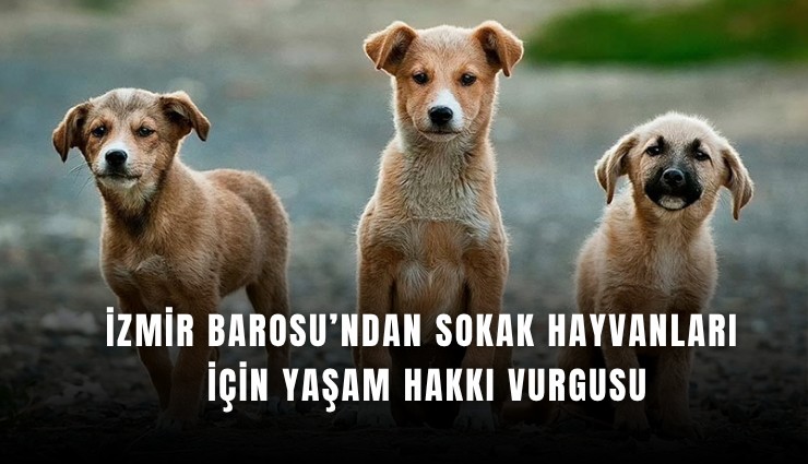 İzmir barosu’ndan sokak hayvanları için yaşam hakkı vurgusu