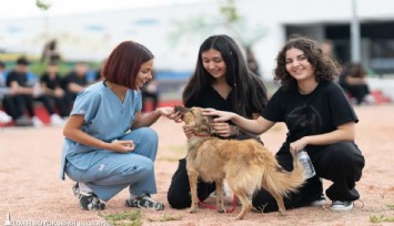 İzmir’den satın alma, sahiplen çağrısı: 2 bin 300 patili dost yuva bekliyor