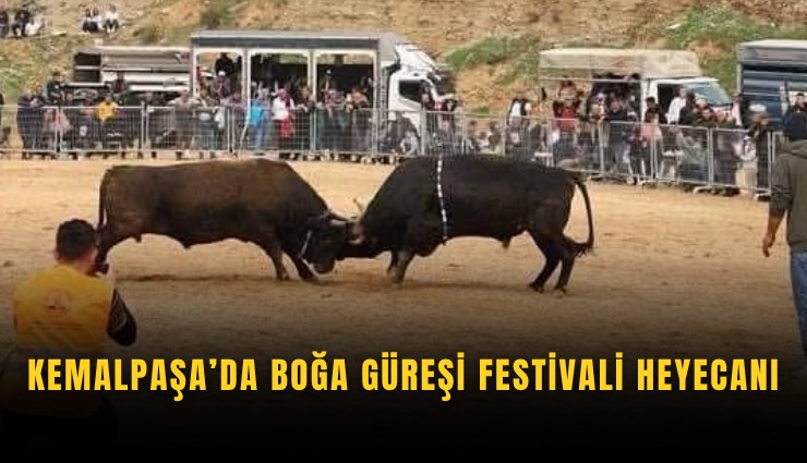Kemalpaşa’da Boğa Güreşi Festivali heyecanı