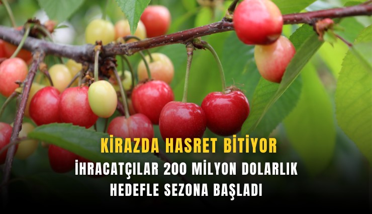 Kirazda hasret bitiyor: İhracatçılar 200 milyon dolarlık hedefle sezona başladı