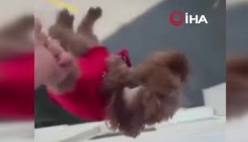 Köpeği camdan sarkıttı, o anları kayda aldı