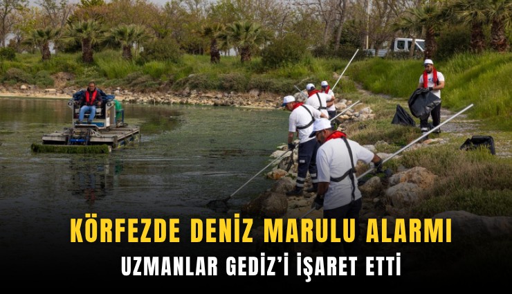 Körfezde deniz marulu alarmı: Uzmanlar Gediz’i işaret etti