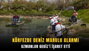 Körfezde deniz marulu alarmı: Uzmanlar Gediz’i işaret etti