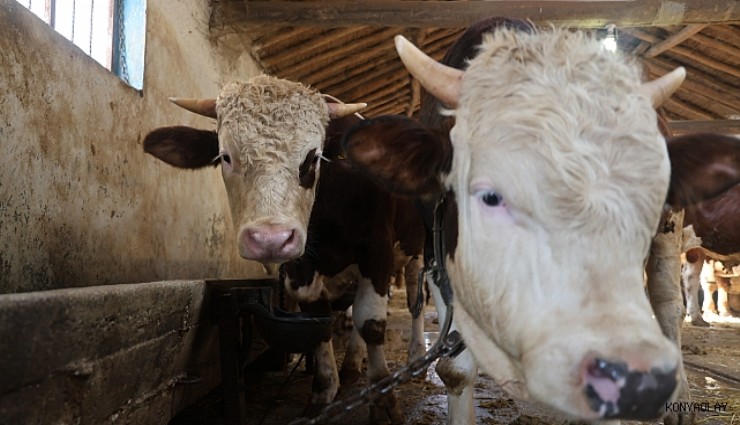 Kurbanlık alacaklara 'yaş' uyarısı