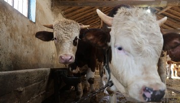 Kurbanlık alacaklara 'yaş' uyarısı