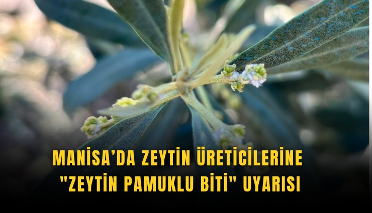 Manisa’da zeytin üreticilerine 'Zeytin Pamuklu Biti' uyarısı