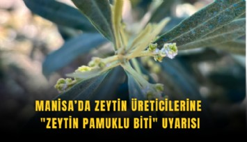 Manisa’da zeytin üreticilerine 'Zeytin Pamuklu Biti' uyarısı
