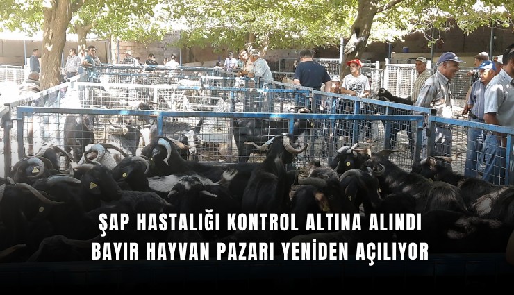 Şap hastalığı kontrol altına alındı: Bayır Hayvan Pazarı yeniden açılıyor
