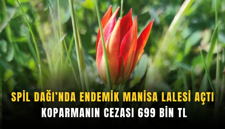 Spil Dağı’nda endemik Manisa lalesi açtı: Koparmanın cezası 699 bin TL