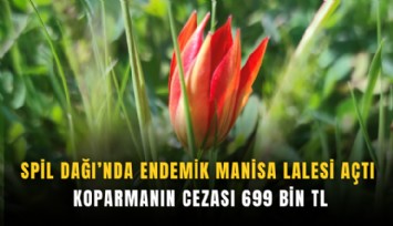 Spil Dağı’nda endemik Manisa lalesi açtı: Koparmanın cezası 699 bin TL