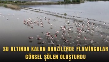 Su altında kalan arazilerde flamingolar görsel şölen oluşturdu