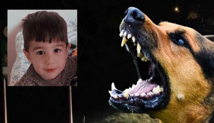 Van’daki köpek dehşetinde kan donduran detaylar