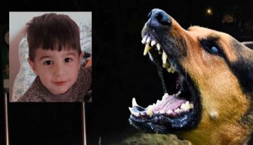 Van’daki köpek dehşetinde kan donduran detaylar