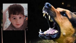 Van’daki köpek dehşetinde kan donduran detaylar