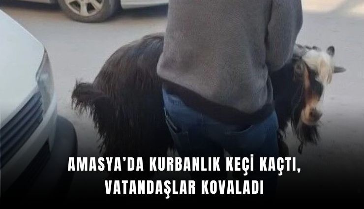 Amasya’da kurbanlık keçi caddeyi birbirine kattı: Kaçış anları kamerada