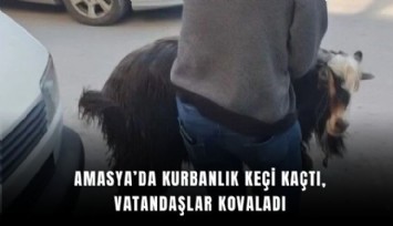 Amasya’da kurbanlık keçi caddeyi birbirine kattı: Kaçış anları kamerada
