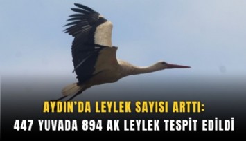 Aydın’da leylek sayısı arttı: 447 yuvada 894 ak leylek tespit edildi