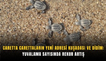 Caretta carettaların yeni adresi Kuşadası ve Didim: Yuvalama sayısında rekor artış