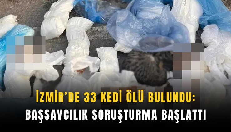 İzmir’de 33 kedi ölü bulundu: Başsavcılık soruşturma başlattı
