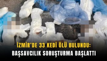 İzmir’de 33 kedi ölü bulundu: Başsavcılık soruşturma başlattı