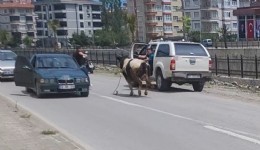 Kurban pazarından kaçan dana ilçeyi birbirine kattı