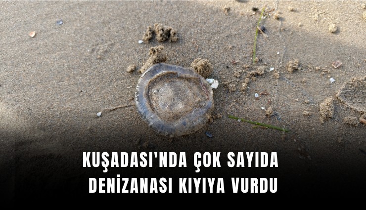 Kuşadası'nda çok sayıda denizanası kıyıya vurdu