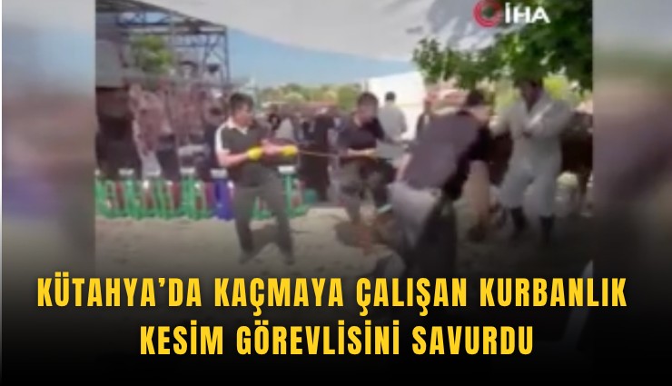 Kütahya’da kaçmaya çalışan kurbanlık kesim görevlisini savurdu