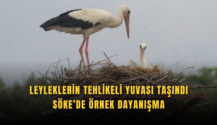Leyleklerin tehlikeli yuvası taşındı: Söke’de örnek dayanışma