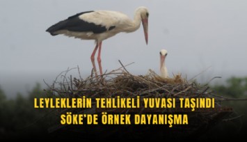 Leyleklerin tehlikeli yuvası taşındı: Söke’de örnek dayanışma