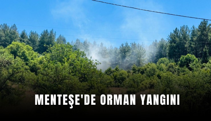 Menteşe'de orman yangını