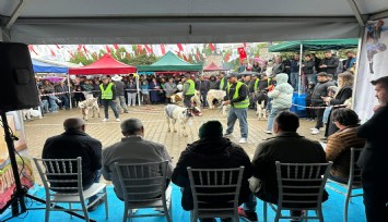 Sevimli buzağılar podyumda gözleri kamaştırdı