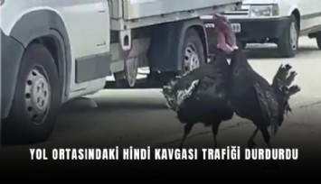 Yol ortasındaki hindi kavgası trafiği durdurdu