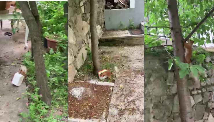 Ceviz bulamayan sincapın tepkisi sosyal medyada ilgi gördü