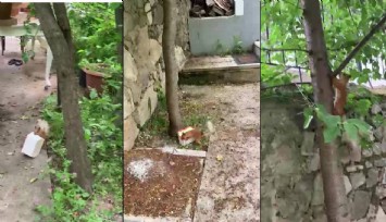 Ceviz bulamayan sincapın tepkisi sosyal medyada ilgi gördü