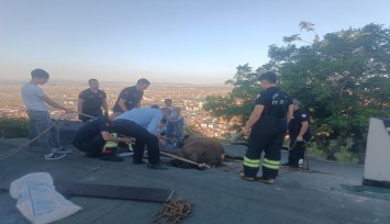 Çöken çatıda mahsur kalan ineği itfaiye kurtardı