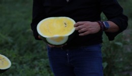 Çukurova’nın yeni gözdesi: Sarı karpuz için hasat geri sayımı