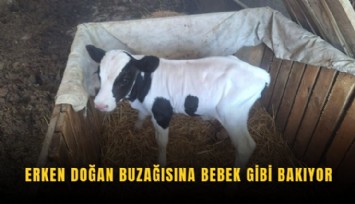 Erken doğan buzağısına bebek gibi bakıyor