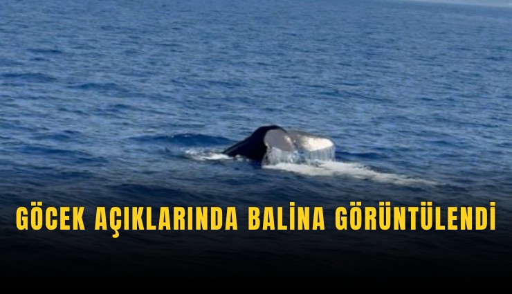 Göcek açıklarında balina görüntülendi