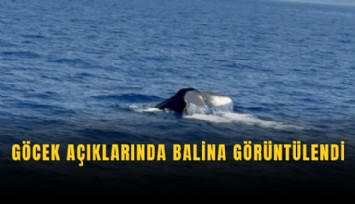 Göcek açıklarında balina görüntülendi