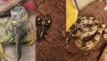 İstanbul’da egzotik hayvan operasyonu: Tarantula ve yılanlara el konuldu