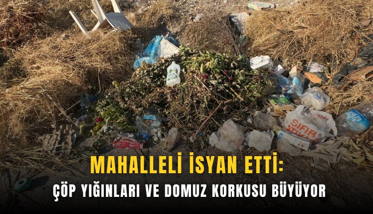 Mahalleli isyan etti: Çöp yığınları ve domuz korkusu büyüyor