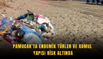 Pamucak’ta endemik türler ve kumul yapısı risk altında