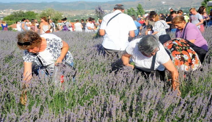 Seferihisar'da lavanta hasadı için geri sayım