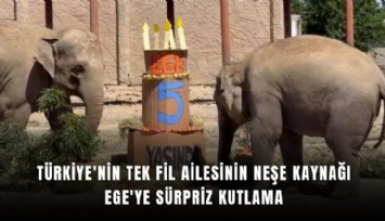Türkiye'nin tek fil ailesinin neşe kaynağı Ege'ye sürpriz kutlama
