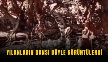 Yılanların dansı böyle görüntülendi